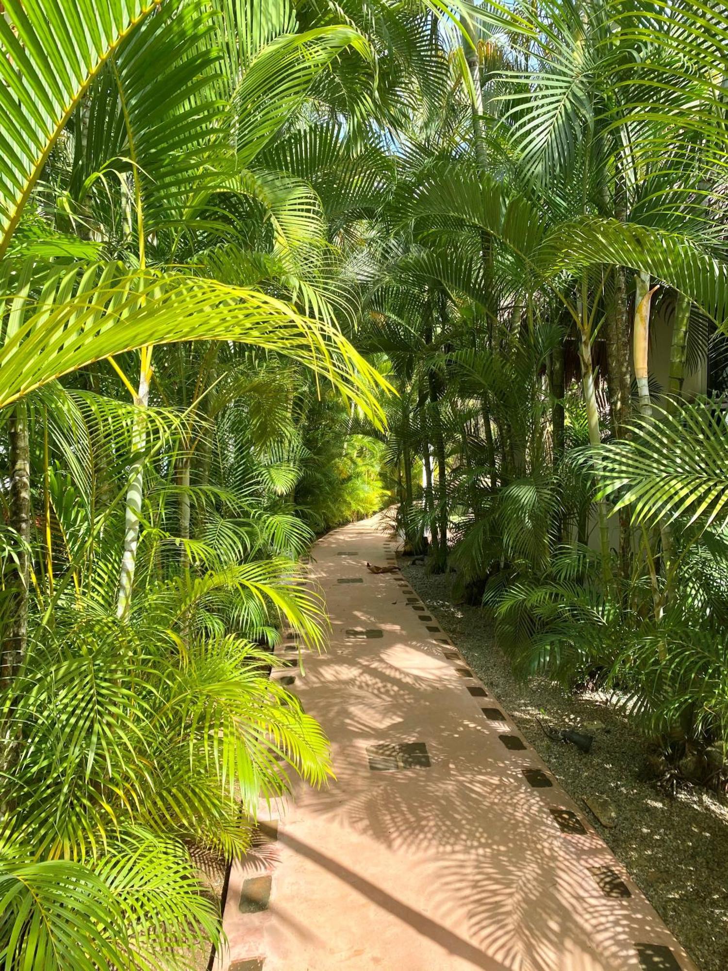 Chalet Tropical Au Coeur De Las Terrenas Dış mekan fotoğraf